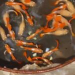 Story Guppy Farm (10)