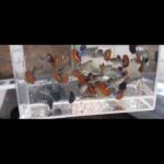 Story Guppy Farm (11)