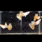 Story Guppy Farm (13)