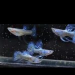 Story Guppy Farm (14)