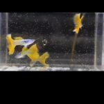 Story Guppy Farm (15)