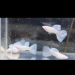 Story Guppy Farm (16)
