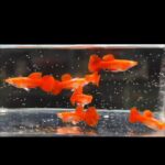 Story Guppy Farm (17)