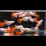 Story Guppy Farm (18)