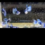 Story Guppy Farm (19)