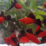 Story Guppy Farm (2)