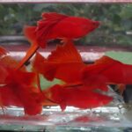 Story Guppy Farm (3)