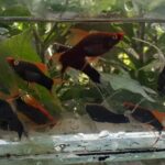 Story Guppy Farm (4)