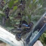 Story Guppy Farm (5)