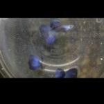 Story Guppy Farm (6)