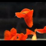 Story Guppy Farm (7)