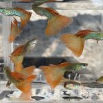 Story Guppy Farm (8)