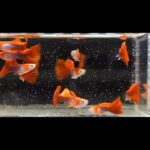 Story Guppy Farm (9)