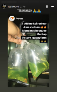 Testimoni Story Guppy (2)